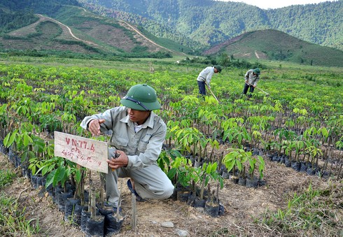 Chung thủy với nghiệp trồng rừng - ảnh 3